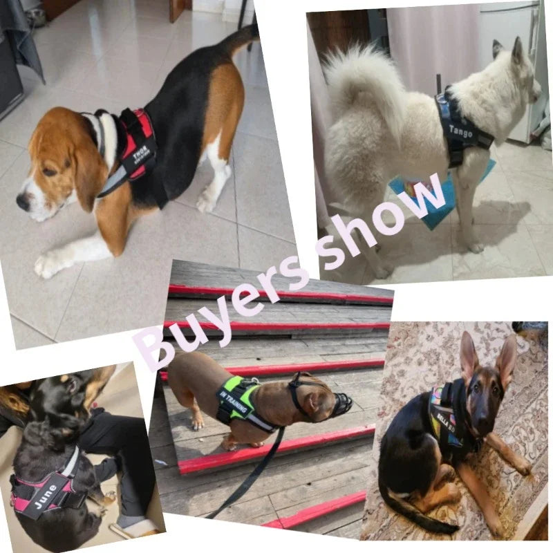 Harnais personnalisé pour chien – Réfléchissant, ajustable, avec prénom gravé | Toutes tailles